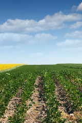 Fototapeta na wymiar soybean field in summer agriculture