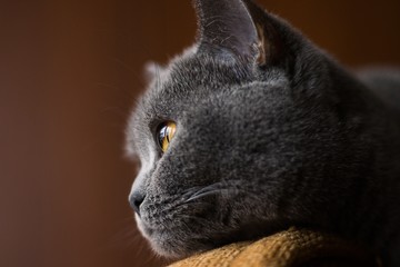 piękny szary kot o miodowo-bursztynowych oczach w rozmytym tle z profilu