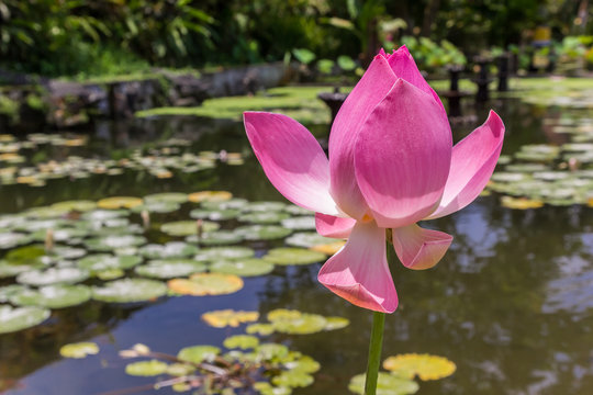 Pink lotus flower in the pond of Taman Tirta Gangga water palace on Bali, Indonesia