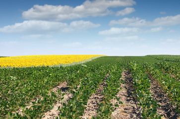 soybean field in summer landscape agriculture