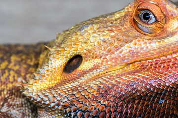 Bearded Dragon or T-Rex