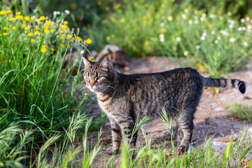 little kity enjoys the springtime in the garden © lymdigital