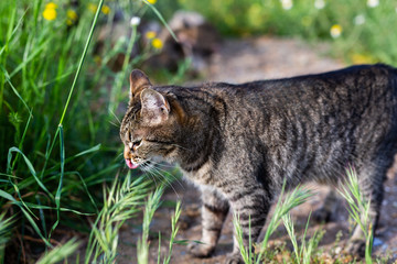little kity enjoys the springtime in the garden © lymdigital