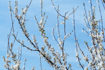 White spring flowers on a tree branch