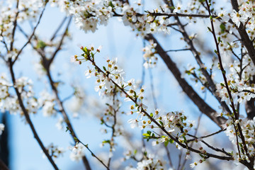 Obraz premium White spring flowers on a tree branch