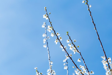 White spring flowers on a tree branch