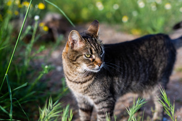 little kity enjoys the springtime in the garden © lymdigital