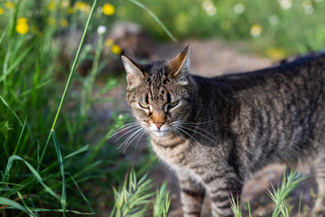 little kity enjoys the springtime in the garden © lymdigital