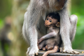 Black-haired monkey baby drinks milk from the breast of a macaque mother and looks to camera.