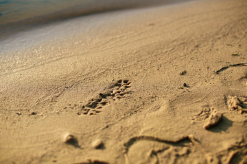 Small animal footprint on wet sand close up. Selective focus