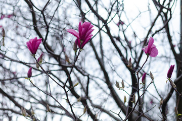 Bright pink magnolia blosson in Paris France. Spring march. After rain, rain drops on the petals. Bare brown branches. Buds of upcoming flowers