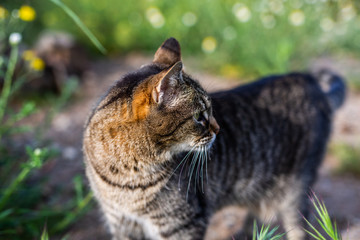 little kity enjoys the springtime in the garden © lymdigital