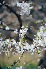 White spring flowers on a tree branch