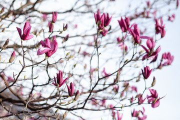 Bright pink magnolia blosson in Paris France. Spring march. After rain, rain drops on the petals. Bare brown branches. Buds of upcoming flowers
