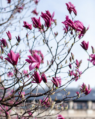 Bright pink magnolia blosson in Paris France. Spring march. After rain, rain drops on the petals. Bare brown branches. Buds of upcoming flowers
