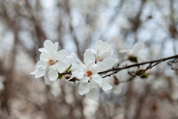 White magnolia amaizing blossom in Paris France