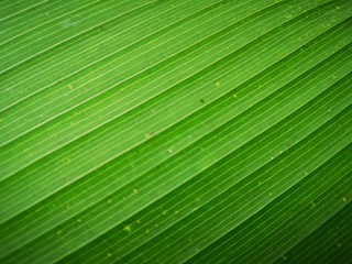 leaf of palm tree