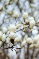 White magnolia amaizing blossom in Paris France