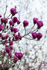 Fototapeta na wymiar Pink magnolia amaizing spring blossom. Bright colorful flowers