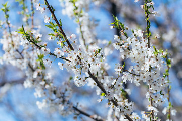 White spring flowers on a tree branch