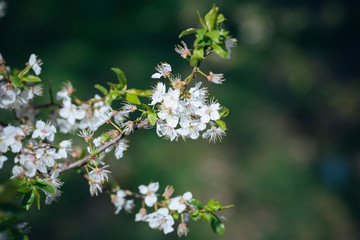 White spring flowers on a tree branch