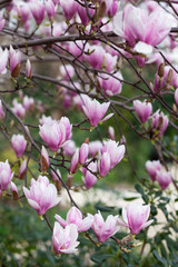 Pink magnolia amaizing spring blossom. Bright colorful flowers