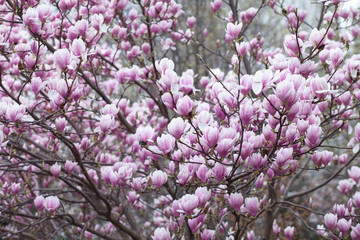 Pink magnolia amaizing spring blossom. Bright colorful flowers