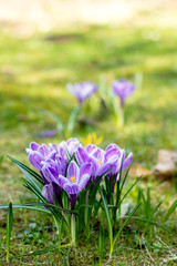 Beautiful spring flowers, growing crocuses