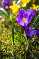 Beautiful spring flowers, growing crocuses