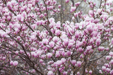 Obraz premium Pink magnolia amaizing spring blossom. Bright colorful flowers