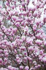 Pink magnolia amaizing spring blossom. Bright colorful flowers