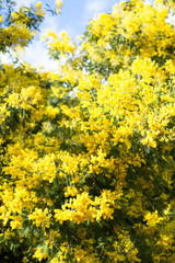 Yellow mimosa big tree blooming in spring in Paris park. Extremely bright colors, sunny day, green leaves on the branches