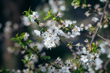 White spring flowers on a tree branch