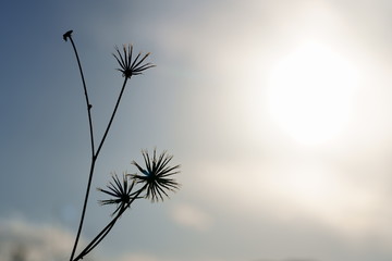 silhouette of plant seed against blue sky