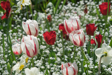 Buntes Blumenbeet mit Tulpen im Park im Frühling