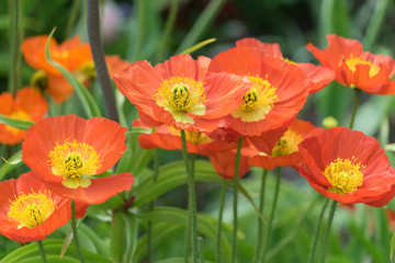 Orange Mohnblüten im Frühling