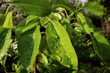krople wody na liściach czereśni © Jarek