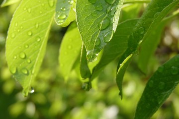 krople wody na liściach czereśni