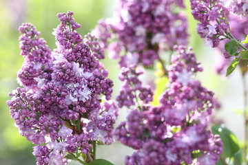 bunch of lilac flowers