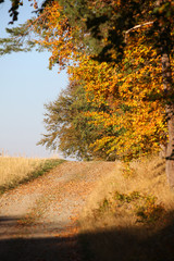 Goldene Blätter im Herbst Autumn Weg am Waldrand