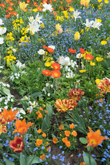 Obraz premium Buntes Blumenbeet mit Tulpen und Mohn im Park im Frühling