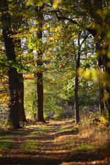 Obraz premium Waldweg