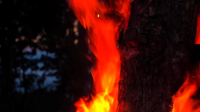 red burning log