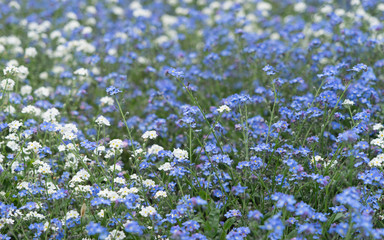 Blumenbeet mit Vergissmeinnicht im Park im Frühling