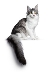 Cute black silver bicolor spotted tabby Norwegian Forest cat kitten, sitting side ways on edge....