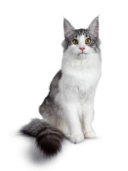 Cute black silver bicolor spotted tabby Norwegian Forest cat kitten, sitting half side ways facing front. Looking at camera with green / yellow eyes. Isolated on white background. Tail around body.