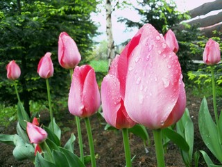 różowe tulipany w tle rozmyta brzoza i drzewa iglaste