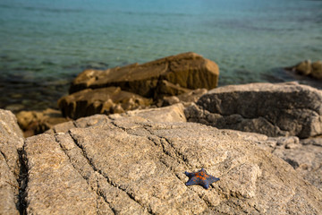 Starfish on coastal rocks