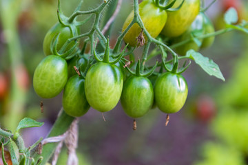 fresh tomatoes growing in a greenhouse