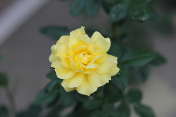 rose, flower, yellow, nature, garden, flowers, pink, red, plant,